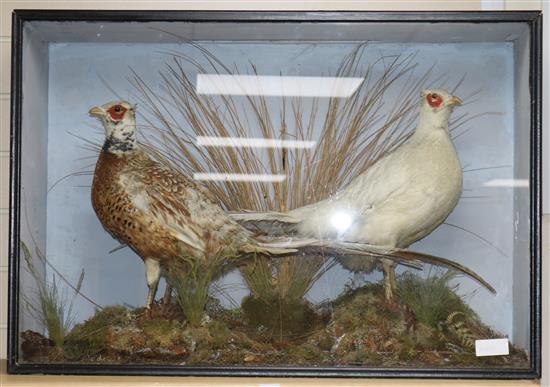 A pair of Victorian taxidermic Chinese albino pheasants H.58cm W.84cm